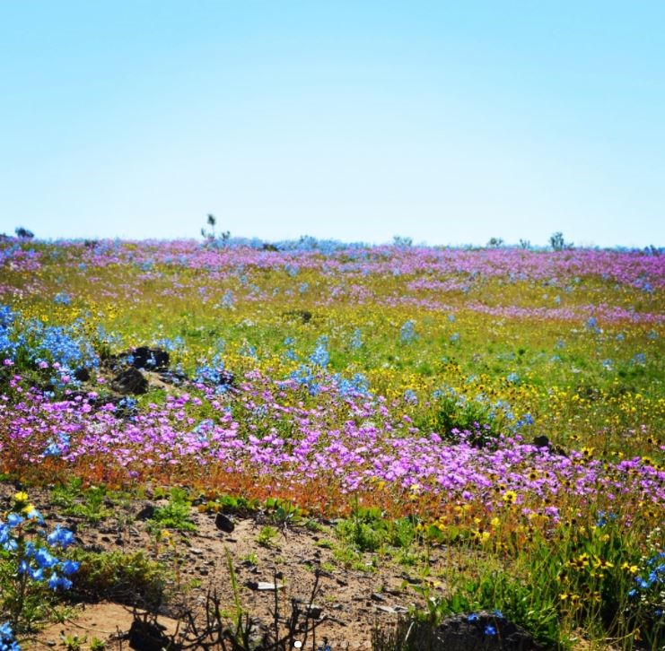 Atacama paesaggio floreale