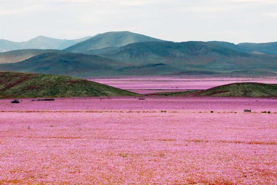 Atacama panorama deserto e fiori
