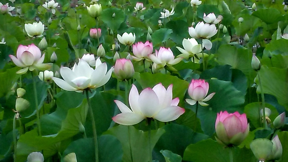 fiori di loto giardino