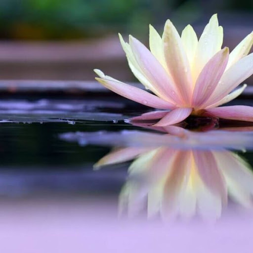 focus su fiore di loto