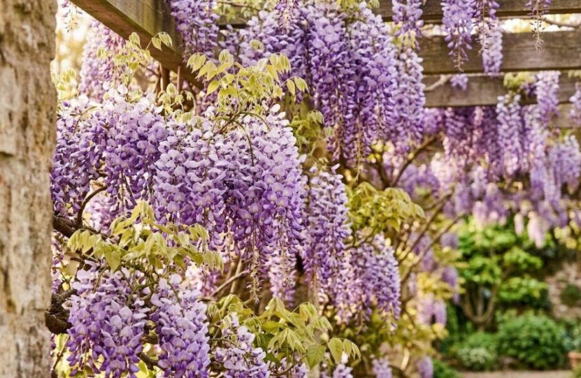 MESSERE APRILE LADRO GENTILE