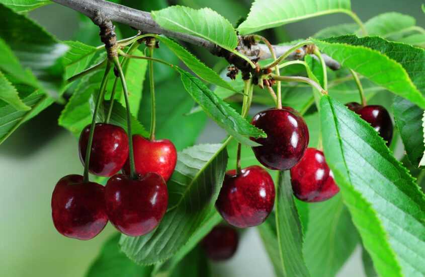CHERRY NON E’ UN CONCEPT