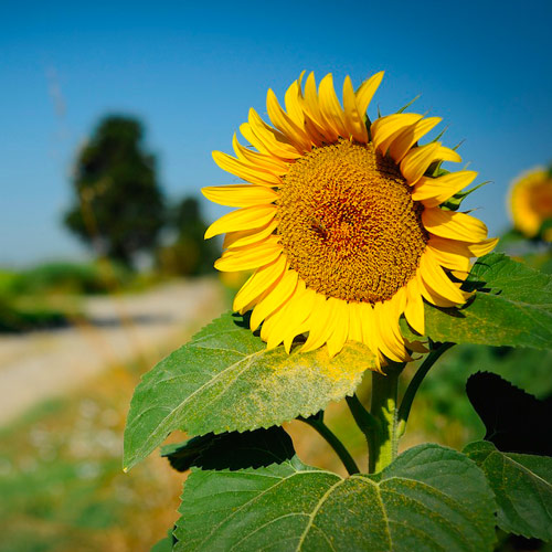 UN FIORE E UNA DIREZIONE